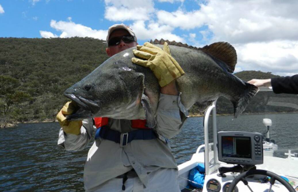 BIG CATCH: One of the large Murray cod caught during reports of only some smaller fish being recorded on the catch sheet. Photo: supplied