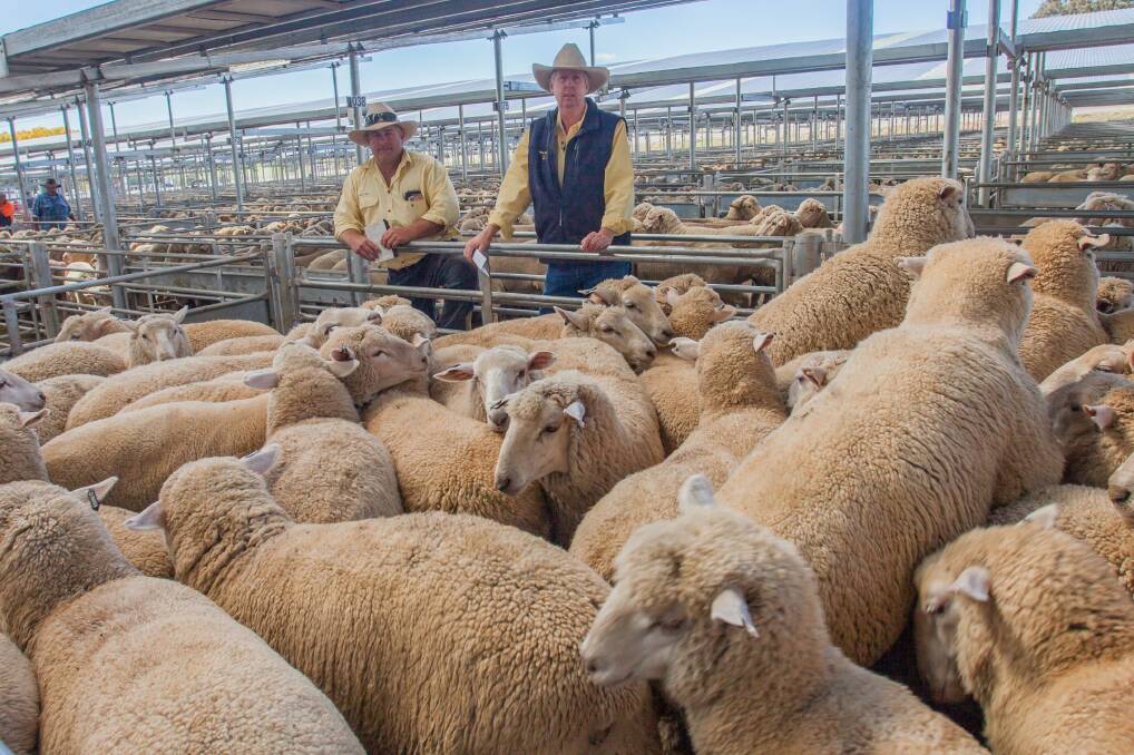 SALE TOP: David Smith and Garry Apps, Ray White Livestock Boorowa, sold XB Lambs on behalf of Derneveagh P/C to a sale top of $187ph. Photo: SELX Yass.