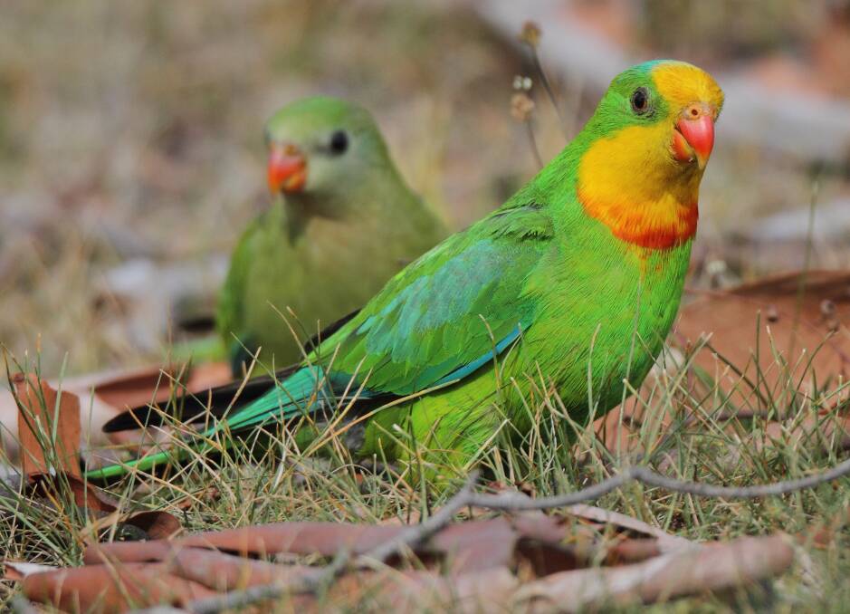 Saving Our Superb Parrot project in Southern Tablelands receives financial boost