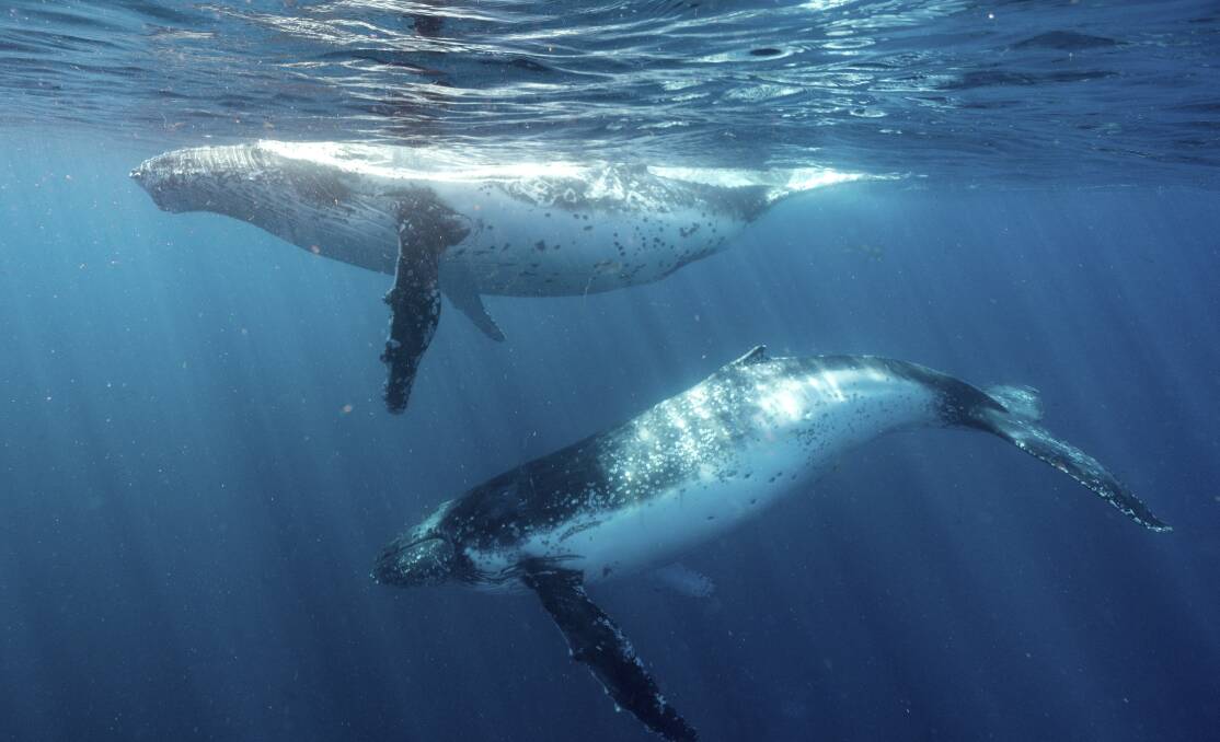 Humpback whales sighted off the south coast near Jervis Bay. Image: Jordan Robins.