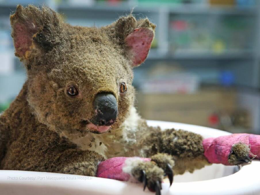 You're a star: Port Macquarie Koala Hospital received international recognition for its work during the 2019 bushfire crisis.
