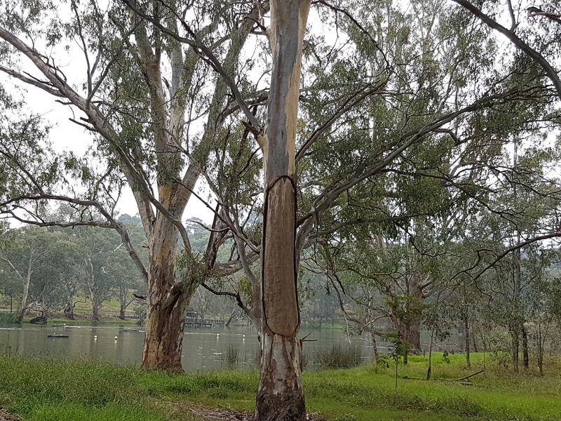 Emergency services are searching for a couple missing in a forest near the Murray River.