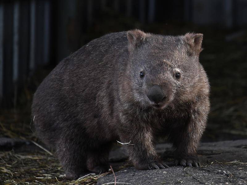 Wombats and other burrowing animals will struggle in the deluge hitting NSW, wildlife charities say. Wombats and other burrowing animals will struggle in the deluge hitting NSW, wildlife charities say.