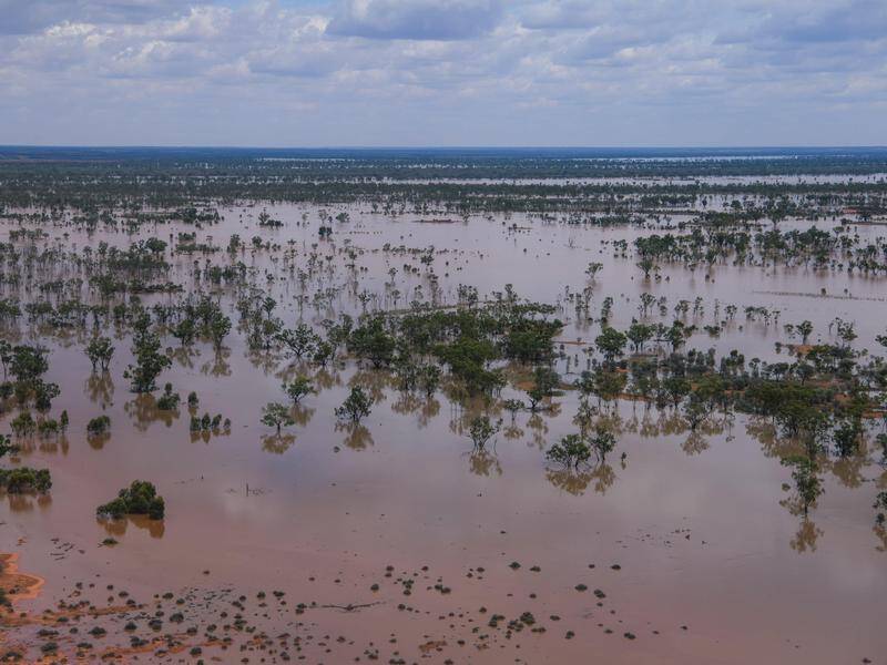 The full extent of livestock losses won't be known until floodwaters subside. Photo: James Brickwood/AAP PHOTOS The full extent of livestock losses won't be known until floodwaters subside. Photo: James Brickwood/AAP PHOTOS
