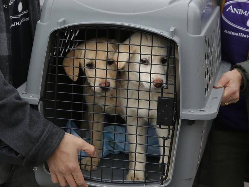 The Humane Society International has praised an Indian state for banning the sale of dog meat.