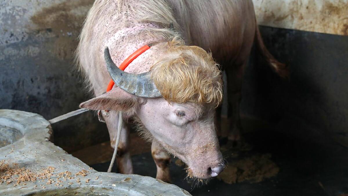 Visitors flocked to see the buffalo's blond locks after videos spread around the globe. (EPA PHOTO)