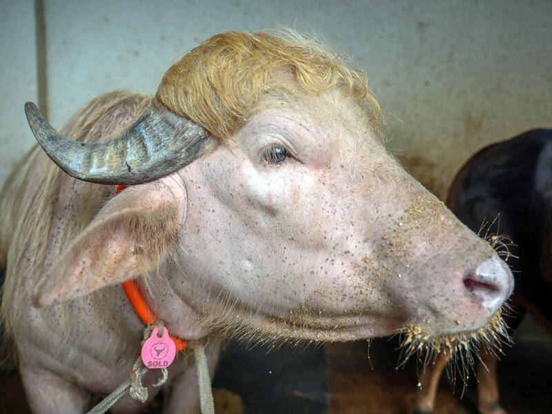 'Donald Trump' is bound for Bangladesh's national zoo in Dhaka after winning a last-minute reprieve. Photo: EPA PHOTO