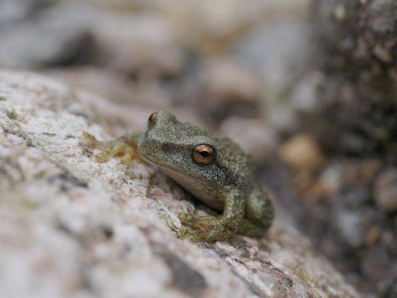 Only a handful of endangered spotted tree frogs are thought to have survived the bushfires.