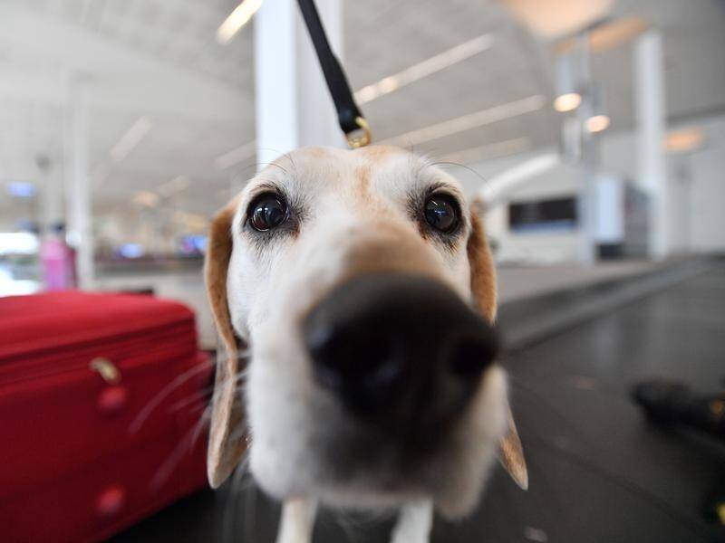 An international study is looking at whether dogs can effectively sniff out cases of coronavirus.