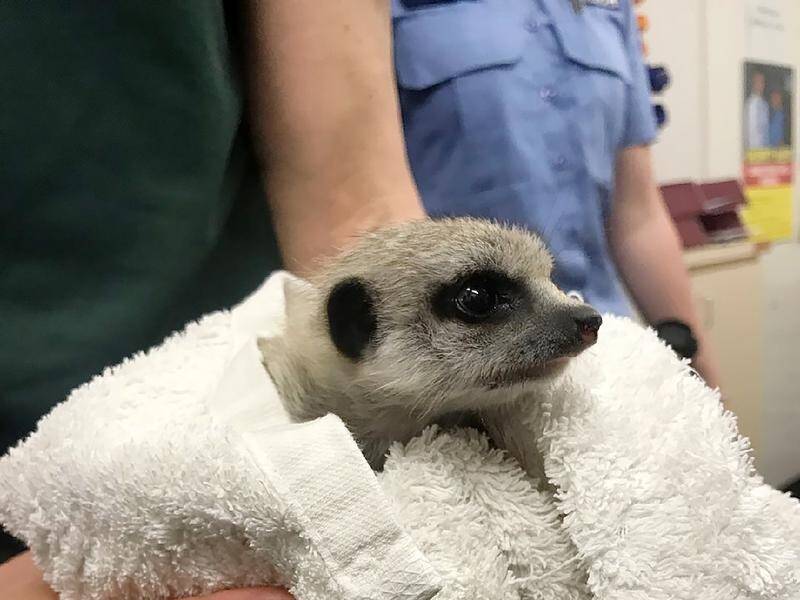 The baby meerkat that disappeared from Perth Zoo has been returned safely.