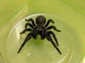 A molecule from funnel web spider venom could prevent cell damage caused by heart attacks.