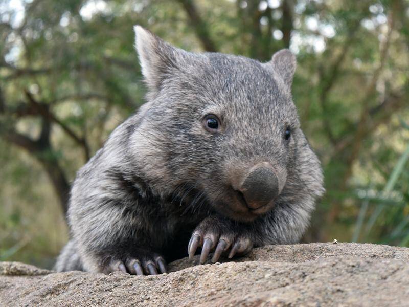 A South Australian police officer will face no charges after he stoned a wombat to death.