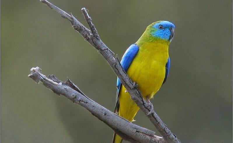 The 'vulnerable' Turqouise Parrot was spotted in the Yass Valley recently. 