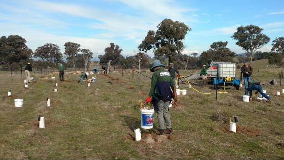Greening Australia plants trees in the Good Hope area; more landholders are encouraged to join the Yass Habitat Linkage project. Photo: supplied