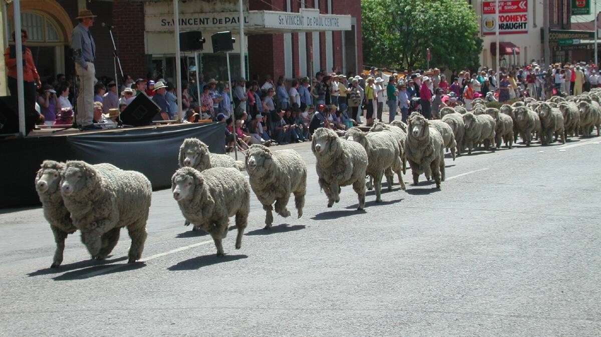 Watch the running of the sheep at Boorowa's popular Irish Wool Festival. Photo: FILE