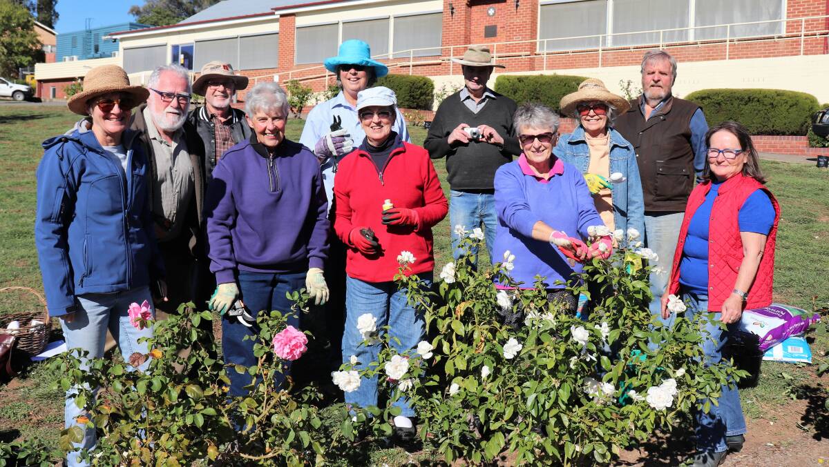 Stop and smell the roses: A group of volunteers enjoy the autumn sunshine while saving the historic roses at Yass Hospital that would have been impacted by the redevelopment. Photo: supplied