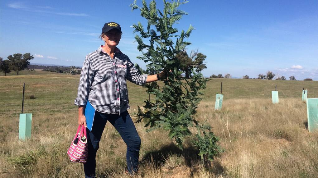 Linda Thane in the shelterbelt with a tree planted at Wattle Valley one year ago. Photo: courtesy of Landcare