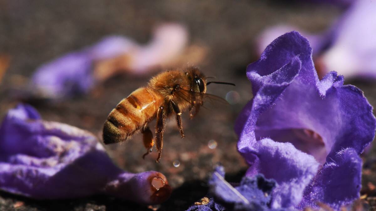 Celebrate World Bee Day on May 20. Photo: Nick Moir