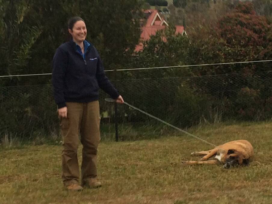 CAUGHT ON CAMERA: The moment Yass Valley Council compliance ranger Sarah Barnes tried to move a roaming Anatolian Shepherd crossbred weighing about 48 kilograms. Photo: supplied