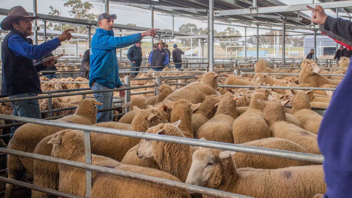 New record: Nathan Sheahan and Sam Hunter of Agstock during the record lamb sale for the South Eastern Livestock Exchange on Wednesday. Photo: supplied by SELX.