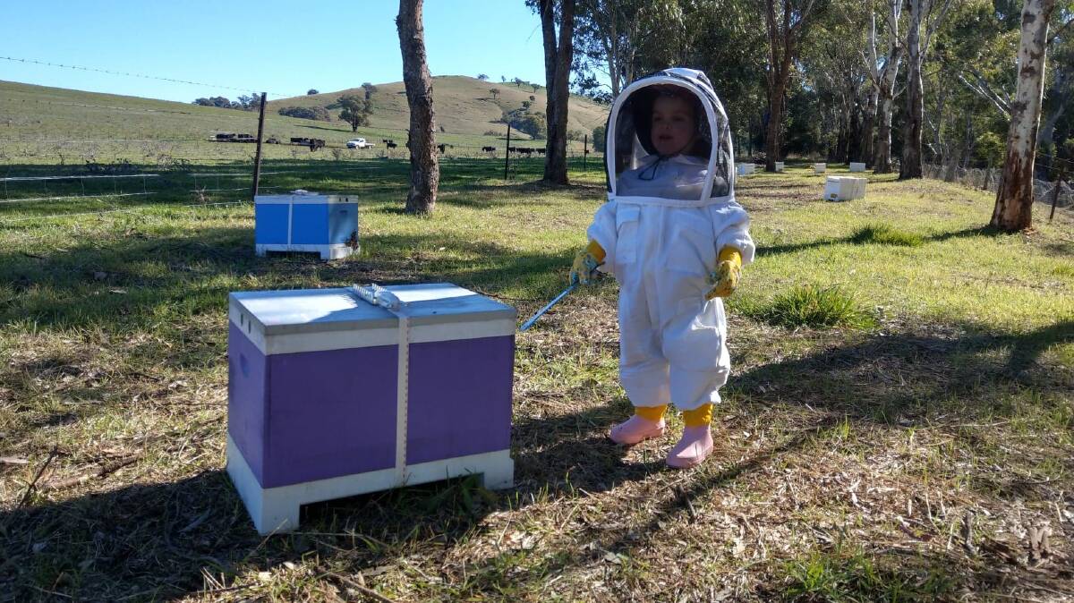 Chris and Tara Inglis' daughter Delilah, aged 3, helping with the the family beehives. Photo: supplied