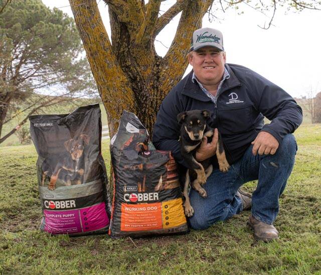 Cobber NSW Ambassador and Yass dog trial champion Ben Coster with puppy Wandabar Chip. Photo: supplied
