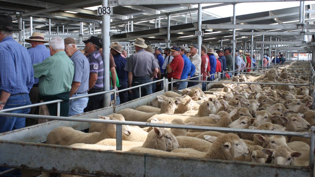 Many vendors attended the first-cross ewe and lamb sale at SELX on Monday. Photo: Hannah Sparks