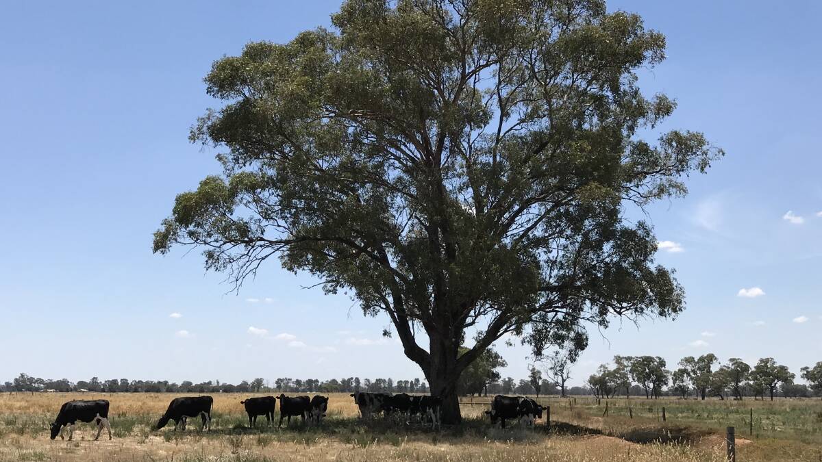 PADDOCK TREES: Subsidised seedlings and guards are available to Yass Valley landholders. Photo: FILE, cows graze under a well-established paddock tree.