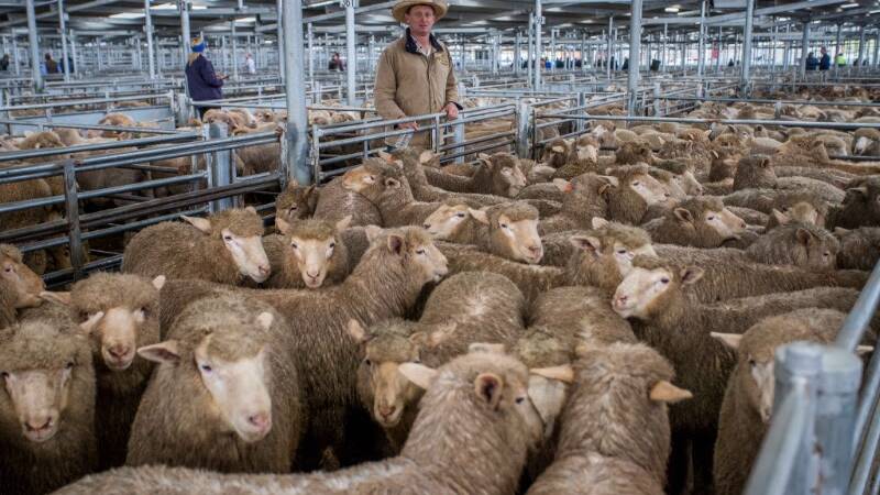 SELX prime lamb and sheep sale report