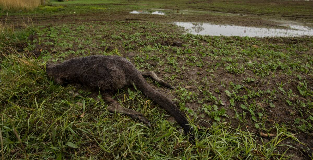 NOTE: this is a file photo and not a photo of the kangaroos dumped in Yass River.