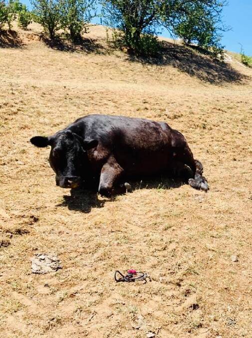 PHEW: The cow gets a rest of dry land after a very long ordeal. Photo: supplied
