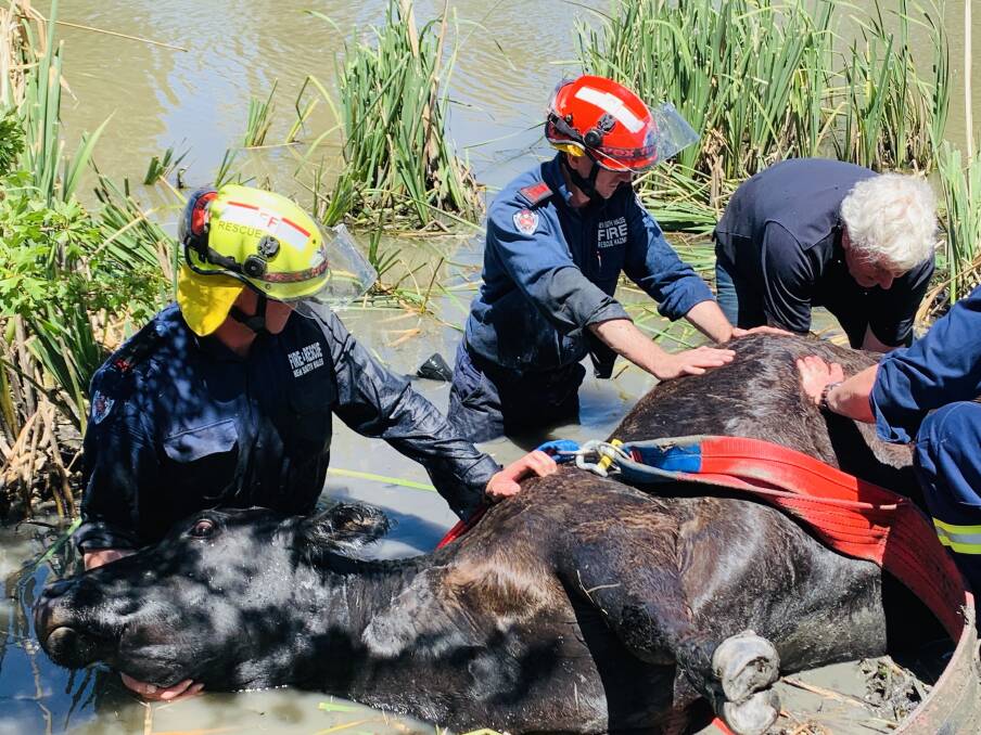 MOOVE: Firefighters position a cow on the bank of Yass River after a major two-and-a-half hour operation. Photo: supplied