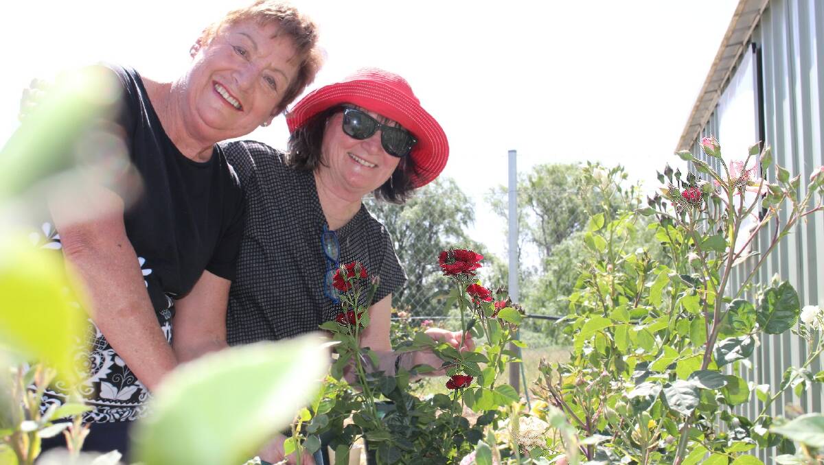 COMING UP ROSES: Janet Grubb and Jill McGovern check Yass Hospital's historic roses in bloom at Yass Landcare Community Nursery. Photo: Hannah Sparks
