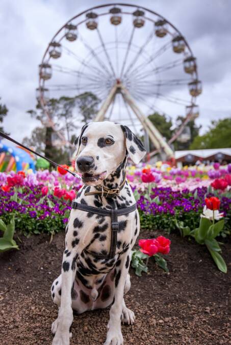 Floriade's annual Dogs' Day Out returns to Commonwealth Park, Canberra this Sunday. Expect plenty of dog demonstrations, toys and treats. Pictures: Supplied