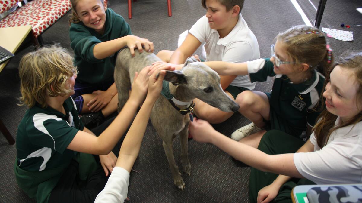 Meet Cooper the Berinba Public School therapy dog