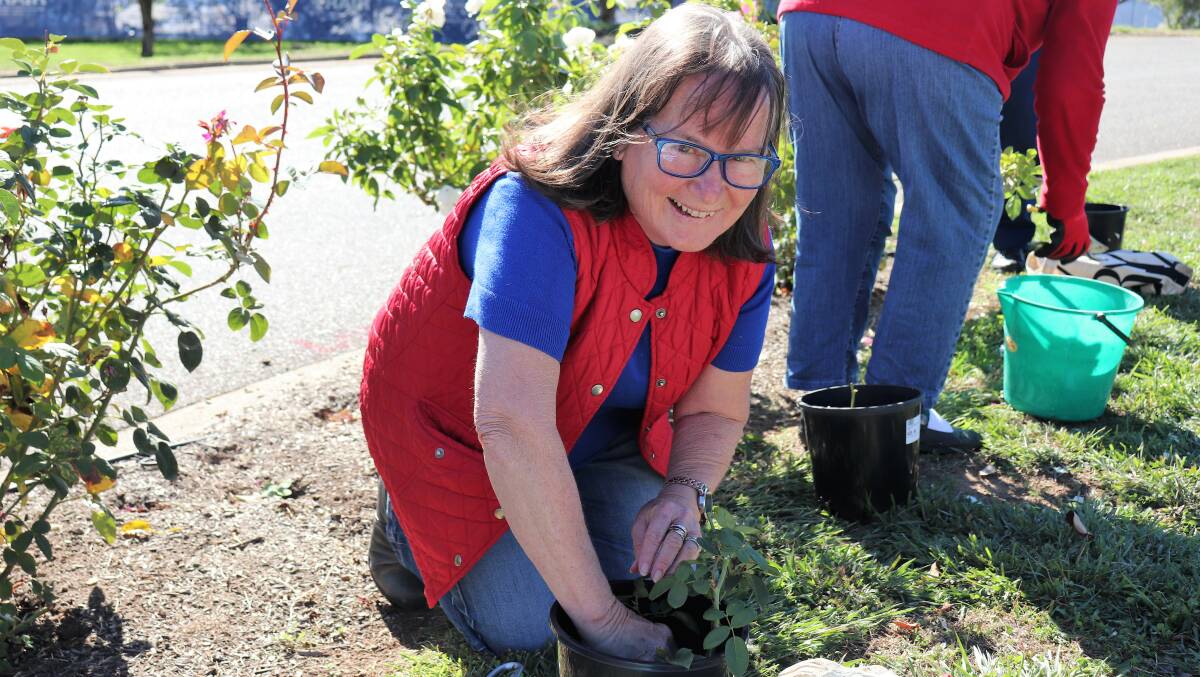 Yass Hospital Community Consultative Committee chair, Jill McGovern, hard at work carefully removing the historic roses. Photo: supplied