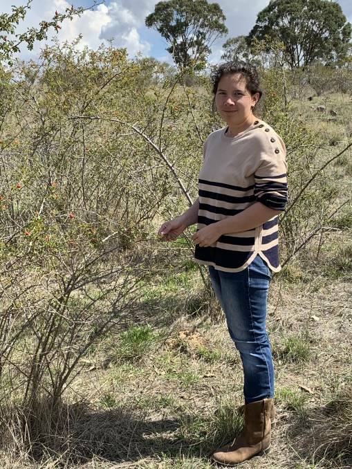 Carolina Merriman, with a briar bush is concerned about the growth of weeds in the Yass district.