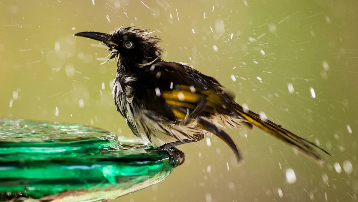 A New Holland Honeyeater takes a bird bath.