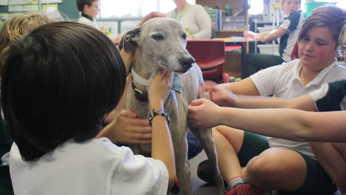 Therapy: It's unclear who loves classroom patting time at Berinba Public School - the dog Cooper or students. Photo: Hannah Sparks