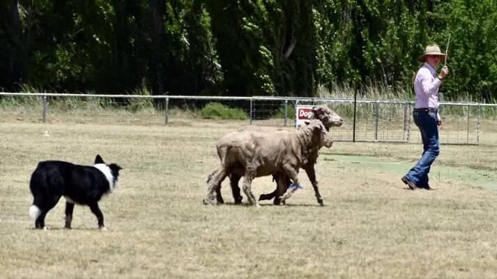 Tracy Slater competing at the Monaro Championships with her dog Wondara Walker. Picture by Alice Paris. 