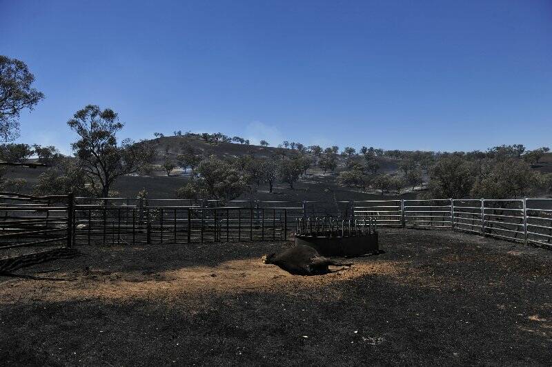 Although thousands of hectares were burnt out, many homes were saved. Photo: Jay Cronan.