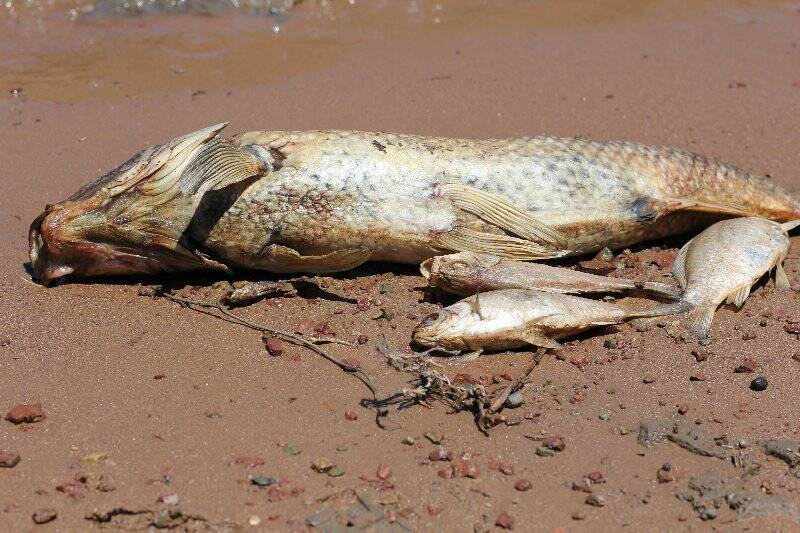 Thousands of dead fish line the banks of Lake Burrinjuck.