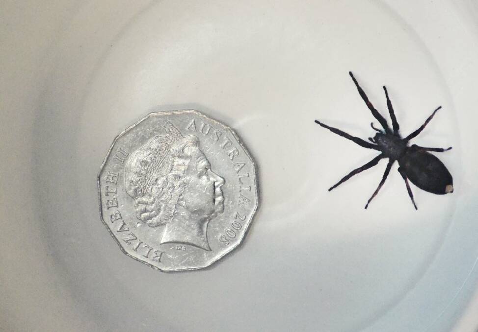 This larger-than-normal white-tail spider was an unusual visitor to the Tribune office this week.