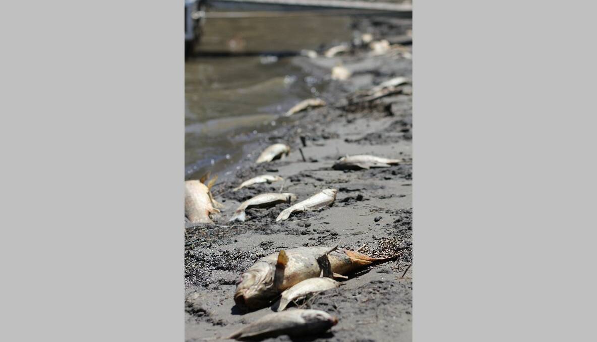 Thousands of dead fish line the banks of Lake Burrinjuck. Photo: Tiffany Grange.
