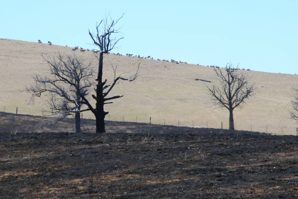Many sheep were killed in the Cobbler Road fire. These sheep survived and can still graze just off Burrinjuck Road.