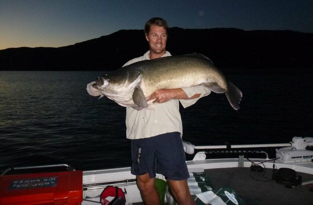 Stephen Schrader shows off a huge 1.2 metre cod he caught in the main basin of Burrinjuck Dam.