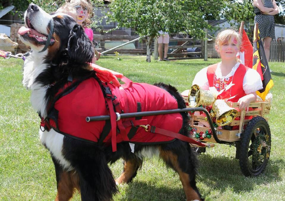 Darcy Rose Payne is pulled along by her Bernese Mountain dog Montana at the Can Assist Fair on the weekend.